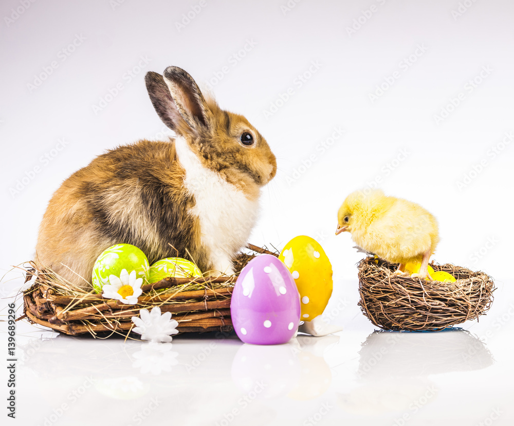 Wall mural easter chicken and rabbit on the white background