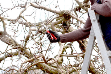 Naklejka premium Pruning apple tree