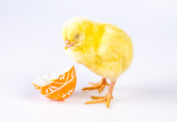 Easter chicken on the white background
