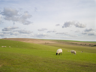 A flock of sheep Grazing on the South Downs National Park Sussex, UK