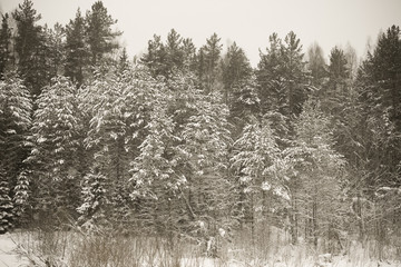 Snowy winter in the forest. Toned