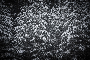 Snowy winter in the forest. Toned
