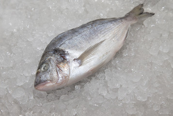 Fresh fish on a surface of pile of ice in fish restaurant. Selective focus. Shallow depth of field