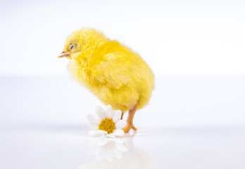 Easter chicken on the white background
