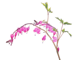 isolated garden flower branch with pink small blooms