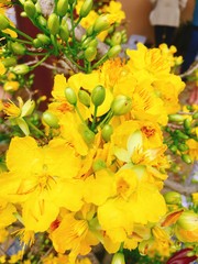 Yellow Apricot flower for Tet holiday in Vietnam