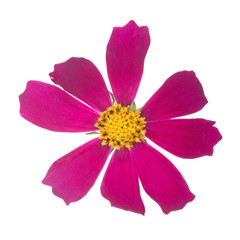 dark pink with yellow center isolated bloom
