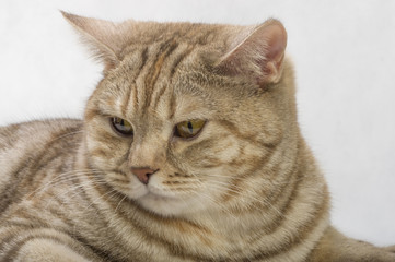British Shorthair cat Close-up