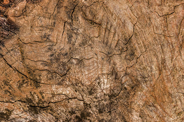old wood texture background for design