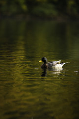 Duck on the water 