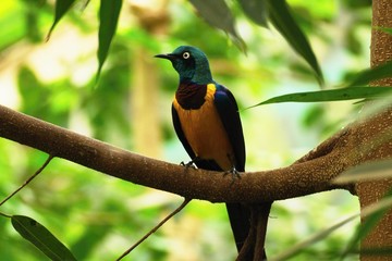 Superb starling, color bird