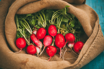 Harvest of radishes