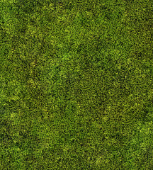 closeup of green moss background