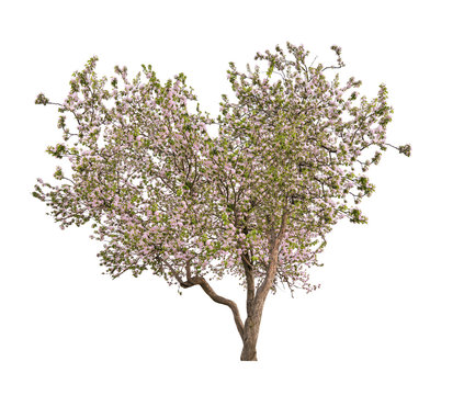 isolated blooming light pink heart shape apple-tree