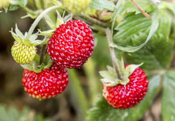 Natural strawberry