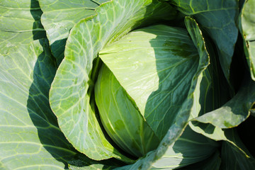 Fototapeta na wymiar Cabbage