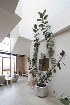 large plant inside a modern home