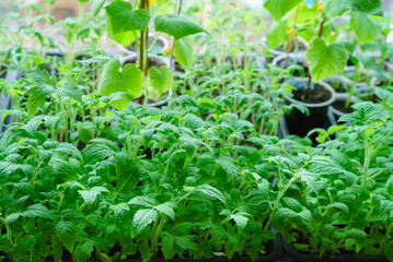 Seedlings tomatoes in spring