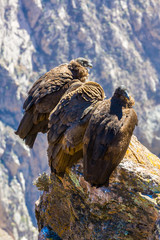 Three Condors at Colca canyon sitting,Peru,South America. This is a condor the biggest flying bird...