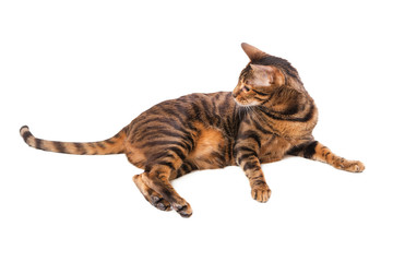 Cat breed Toyger