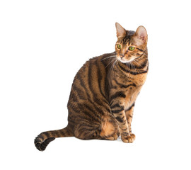 Cat breed Toyger