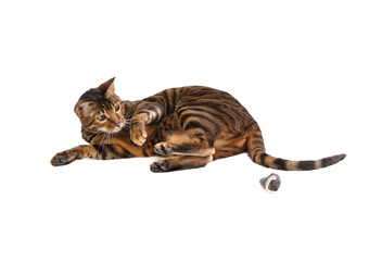 Cat breed Toyger playing with toy mouse.