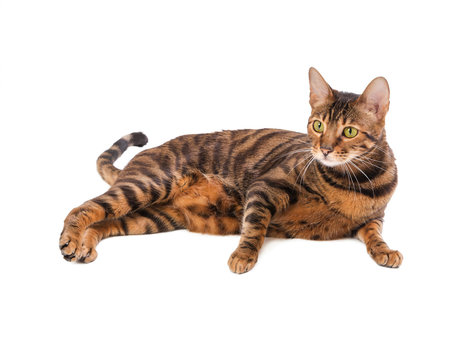 Cat breed Toyger