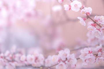 Cherry blossom in spring for background or copy space for text  