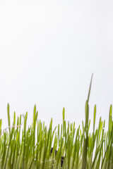 Fresh grass on white background