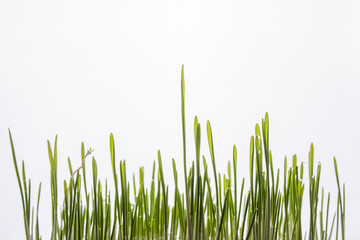 Fresh grass on white background