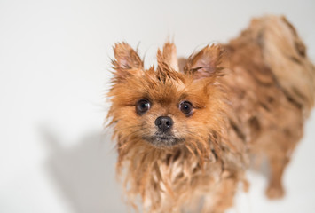 Well groomed dog. Grooming. Grooming of a pomeranian dog. Funny pomeranian in the bath. Dog taking a shower. Dog on white background. 