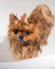 Well groomed dog. Grooming. Grooming of a pomeranian dog. Funny pomeranian in the bath. Dog taking a shower. Dog on white background. 