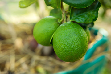 Young fresh lemon tree in farm