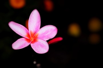 the blooming plumeria flower in dark backgrounds