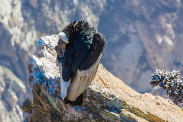 Condor at Colca canyon sitting,Peru,South America. This is a condor the biggest flying bird on earth