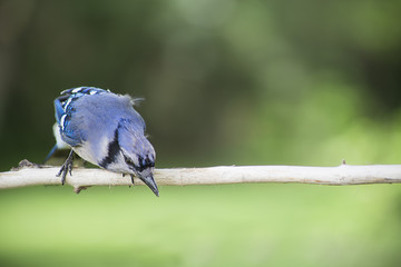 Blue jay on a branch