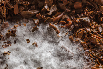 Forgotten tea leaves with mold inside the cup or teapot. Unwashed dishes left in the kitchen.