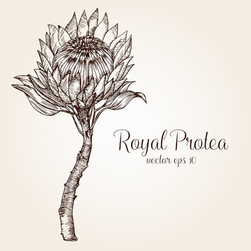 Hand drawn protea