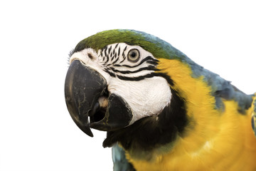 blue and gold macaw headshot on white background, clipping path