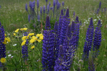 Obraz premium Blaue Lupine, Garten Kräuter, Beeren, Blüten