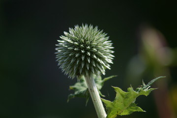 Distel, Kugel,  Garten Kräuter, Beeren, Blüten