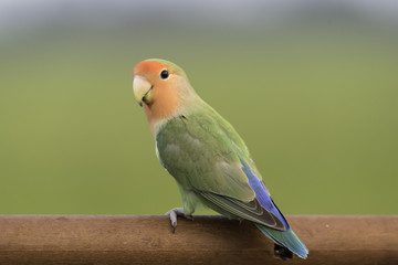 Lovebird parrot stand on blurred backgroud