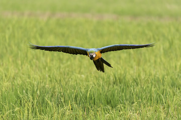 blue and gold macaw flying in rice field