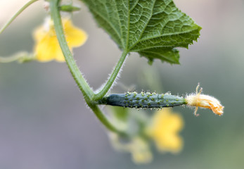 Cucumber on the branch