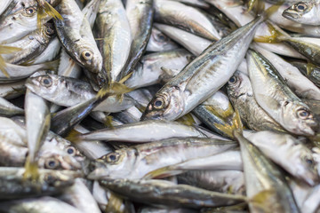 horse mackerel fish