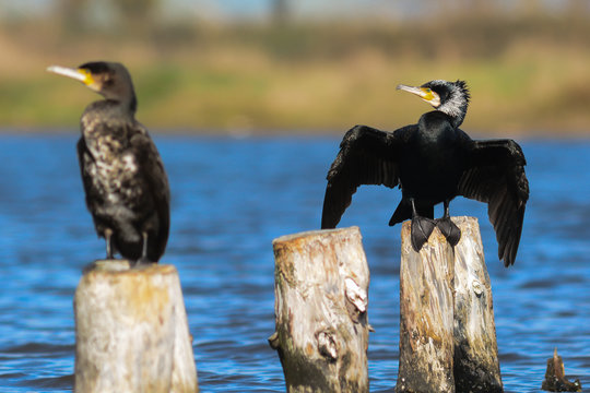 cormorani (Phalacrocorax carbo) - ritratto