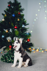 Fototapeta na wymiar puppy of a husky on the background of a Christmas tree. A gift for Christmas.