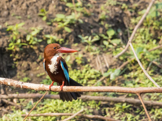 Image of bird on the branch on natural background. White-throated Kingfisher ( Halcyon smyrnensis )
