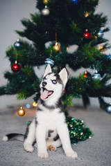 Fototapeta na wymiar puppy of a husky on the background of a Christmas tree. A gift for Christmas.
