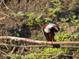 Image of bird on the branch on natural background. White-throated Kingfisher ( Halcyon smyrnensis )